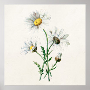 Vintage 1902 Daisies Old Wild Flower Illustration Poster