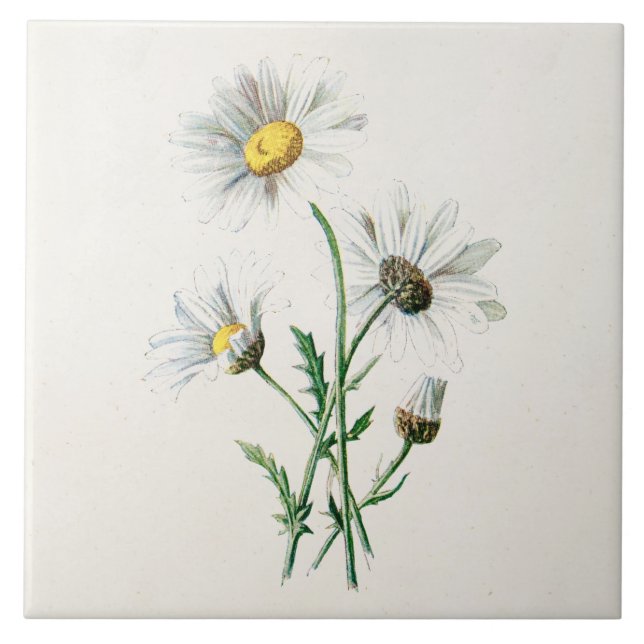 Vintage 1902 Daisies Old Wild Flower Illustration Tile (Front)