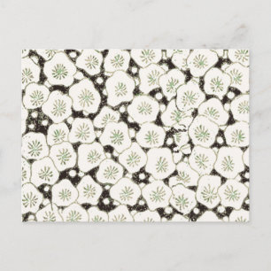 Vintage 1902 Japanese Floral: Black White Blossom Postcard