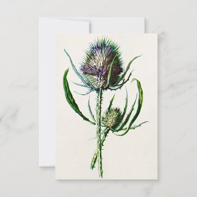 Vintage 1902 Old Scottish Thistle Wild Flower Card (Front)