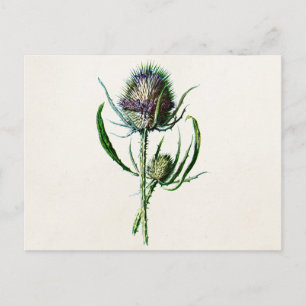Vintage 1902 Old Scottish Thistle Wild Flower Postcard