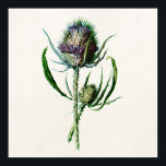Vintage 1902 Old Scottish Thistle Wild Flower Poster<br><div class="desc">Customised Template Posters - Custom Poster. Personalise with your own name, pattern, design, quote, monogram, or photograph. Use our cool templates, artwork, photos, graphics, and illustrations, then add names, text, quotes, and monograms to create your own poster. Click the "Customise it!" button to make it personalised or monogrammed. These customisable...</div>