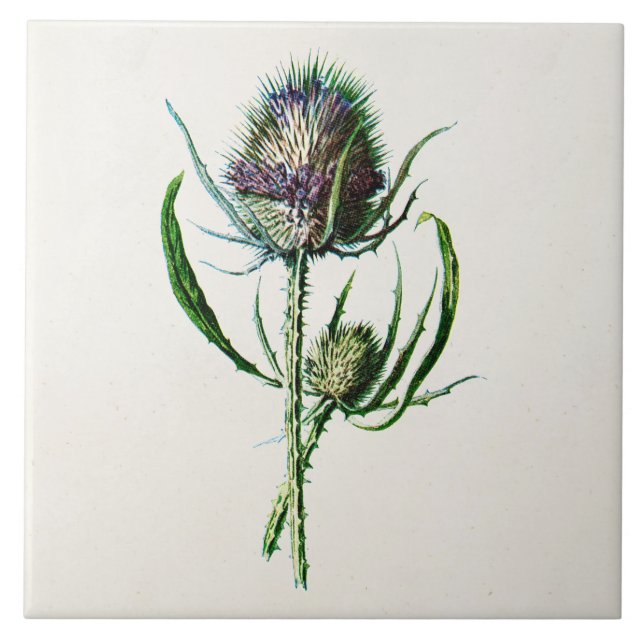 Vintage 1902 Old Scottish Thistle Wild Flower Tile (Front)
