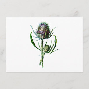 Vintage 1902 Scottish Thistle Antique Wild Flower Card