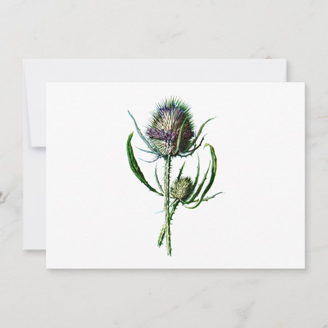 Vintage 1902 Scottish Thistle Antique Wild Flower Card (Front)