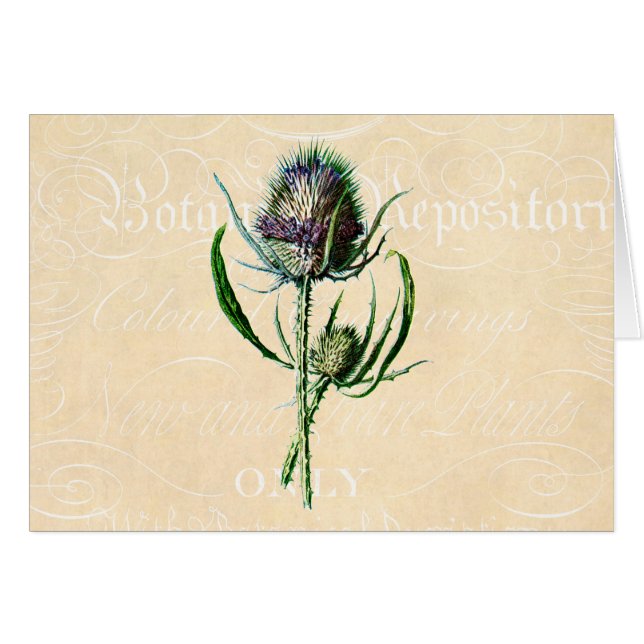 Vintage 1902 Scottish Thistle Antique Wildflower (Front Horizontal)