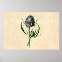 Vintage 1902 Scottish Thistle Antique Wildflower