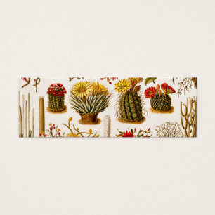 Vintage 1911 Cactus Flower Old Floral Illustration