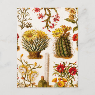 Vintage 1911 Cactus Flower Old Floral Illustration Postcard