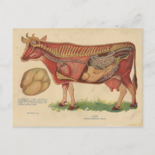 Vintage 1912 Cow Anatomy Illustration Postcard