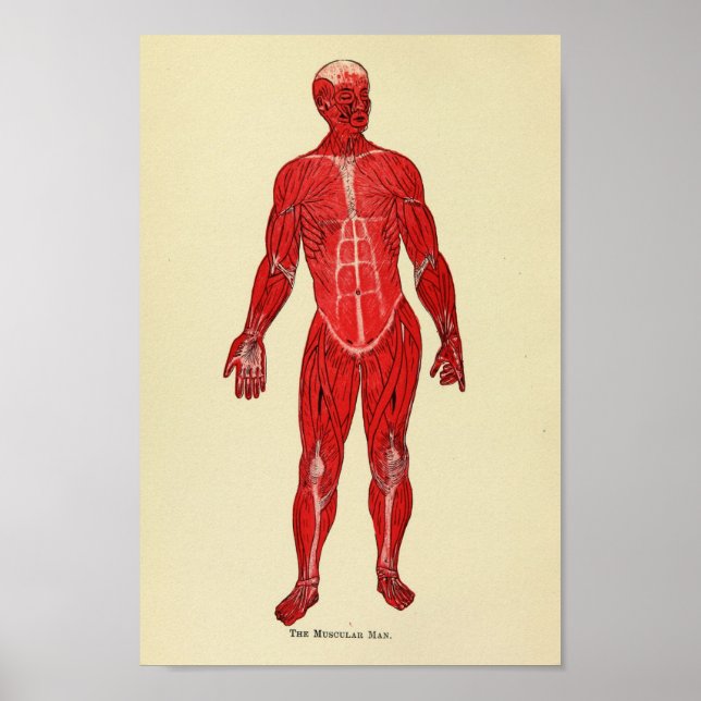 Vintage 1920 Muscle Anatomy Art Print (Front)