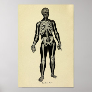 Vintage 1920 Skeleton Anatomy Art Print