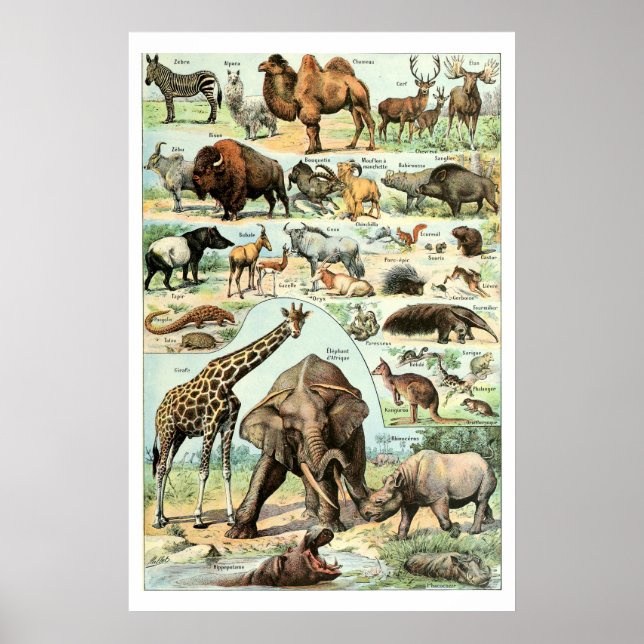 Vintage 1922 Wild Animals Poster (Front)