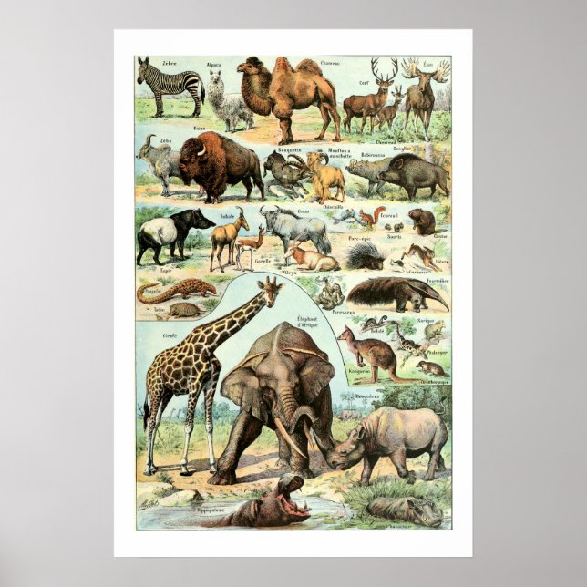 Vintage 1922 Wild Animals Poster (Front)