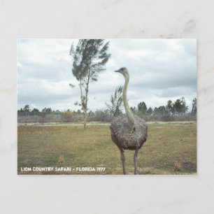 Vintage 1977 Ostrich Safari Postcard