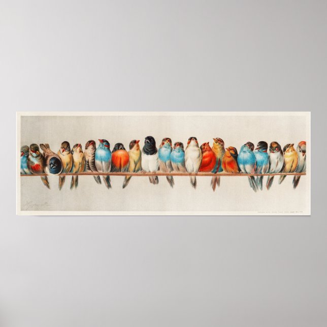 Vintage A Perch of Birds Poster (Front)
