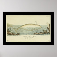 Vintage Abicans White Whale Print