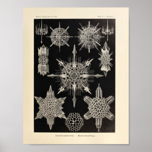 Vintage Acanthophracta Colour Ernst Haeckel Print