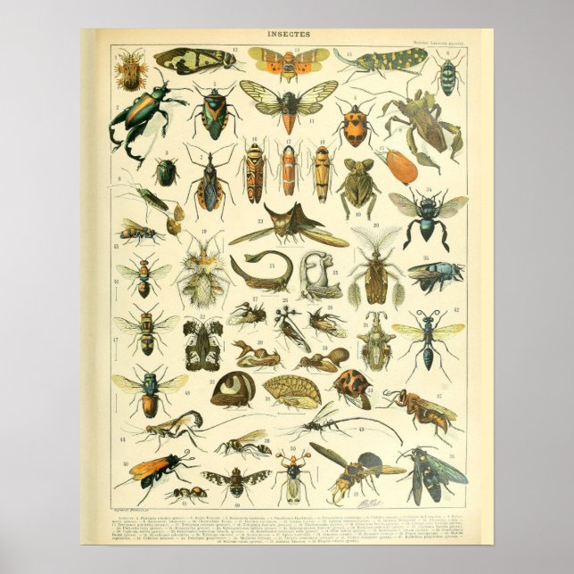 Vintage Adolphe Millot Print Insects Pattern-B (Front)