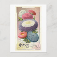 Vintage Advertisement for Ferry & Co. Asters
