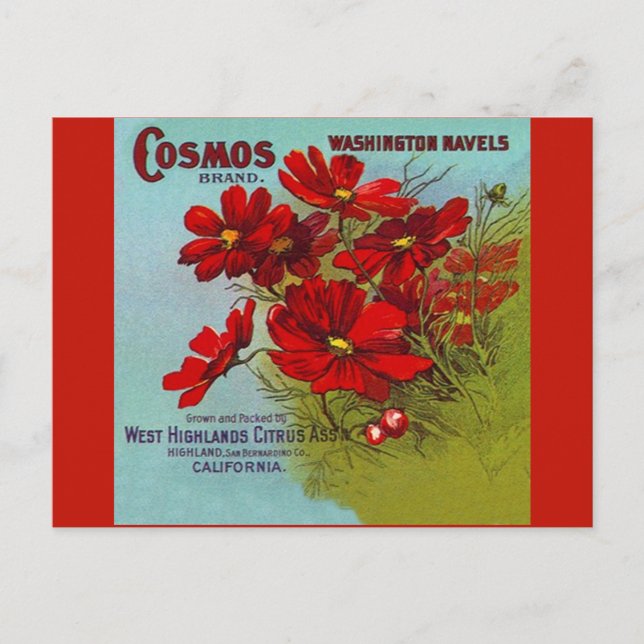Vintage Advertising Cosmos Washington fruit label Holiday Postcard (Front)