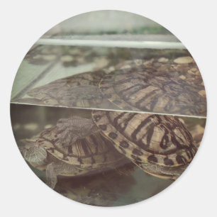 Vintage Aesthetic Turtle Reflection Sticker