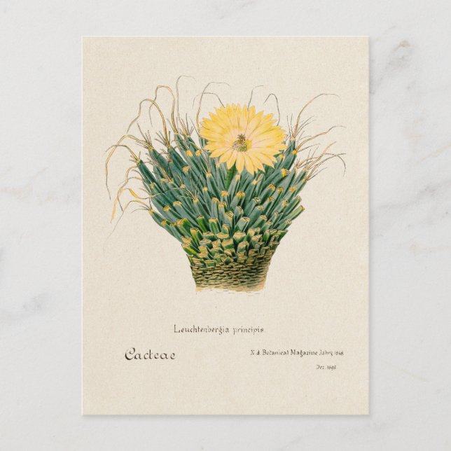 Vintage Agave Cactus Illustration Postcard (Front)