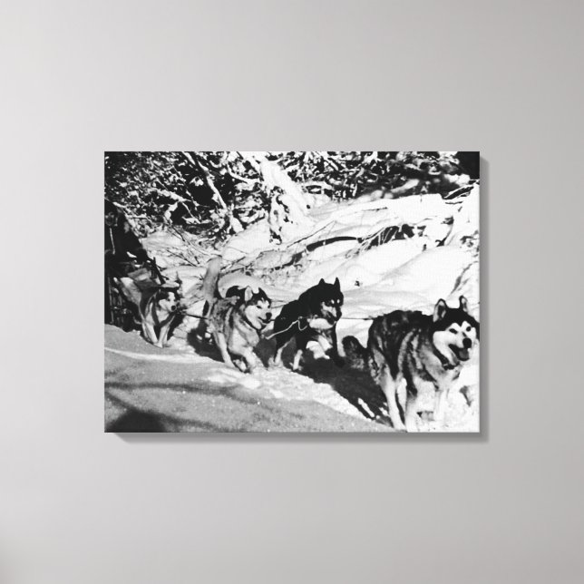 Vintage Alaska eskimo Malamute sled racing Canvas Print (Front)
