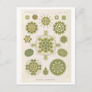 Vintage Algae by Haeckel Postcard