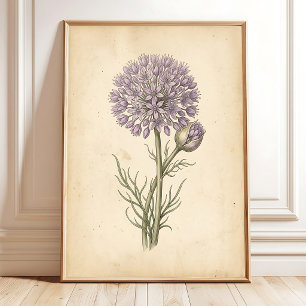 Vintage Allium Blooms Framed Wall Art