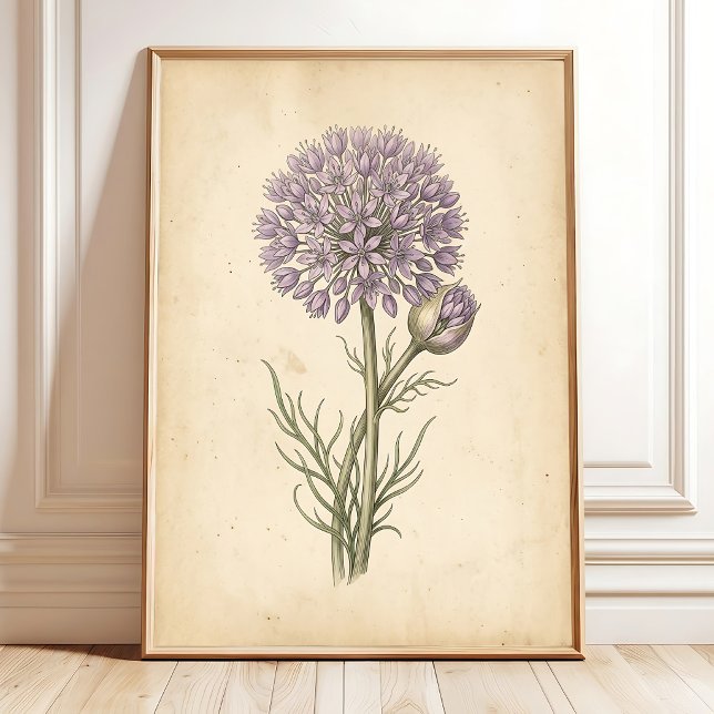Vintage Allium Blooms Framed Wall Art (Creator Uploaded)
