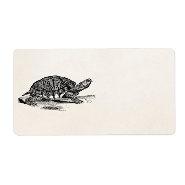 Vintage American Box Tortoise - Turtle Template (Front)
