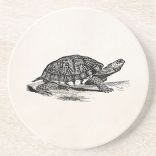 Vintage American Box Tortoise - Turtle Template Coaster