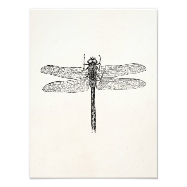 Vintage American Dragonfly Dragon Fly Template Photo Print (Front)