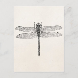 Vintage American Dragonfly Dragon Fly Template Postcard