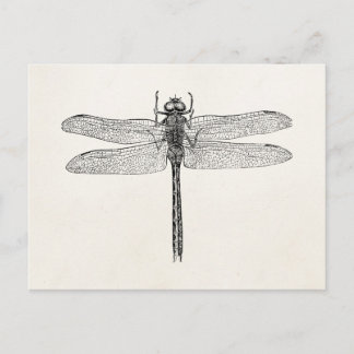 Vintage American Dragonfly Dragon Fly Template Postcard