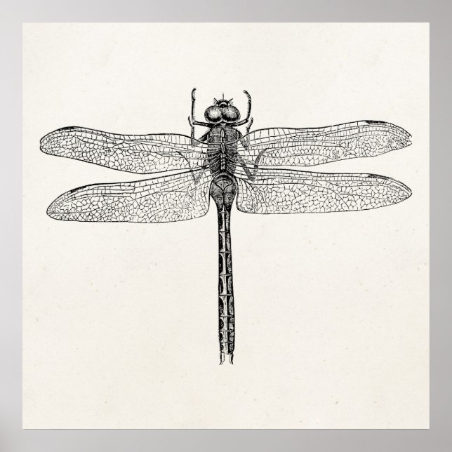 Vintage American Dragonfly Dragon Fly Template Poster (Front)
