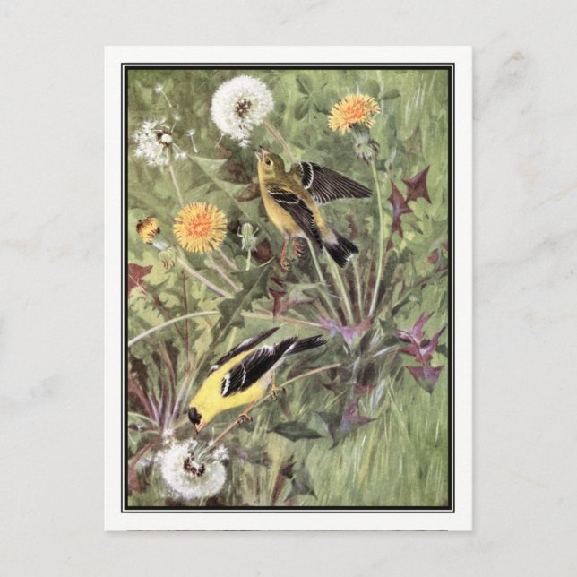 Vintage American Goldfinch - Robert Bruce Horsfall Postcard (Front)