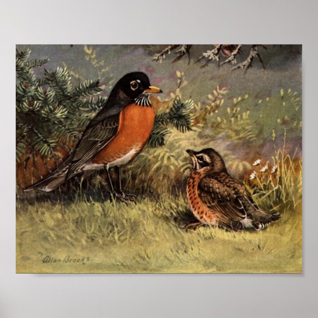 Vintage American Robin Poster Art (Front)
