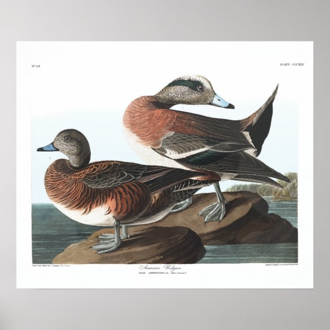 Vintage American Widgeon Audubon Poster (Front)