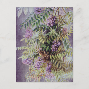 Vintage American Wisteria Purple Flowers Floral Postcard