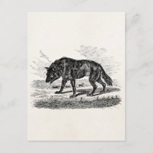 Vintage American Wolf 1800s Wolves Illustration Postcard
