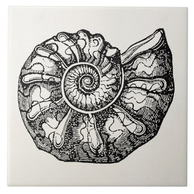 Vintage Ammonite Seashell Fossil Shell Template Tile (Front)