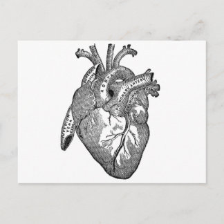 Vintage Anatomical Heart Postcard