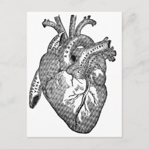 Vintage Anatomical Heart Postcard