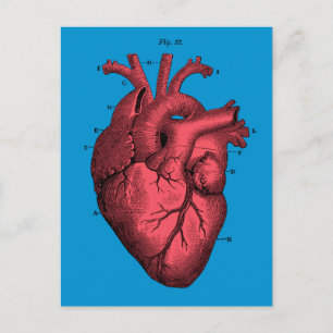 Vintage Anatomical Heart Valentine’s Day Holiday Postcard