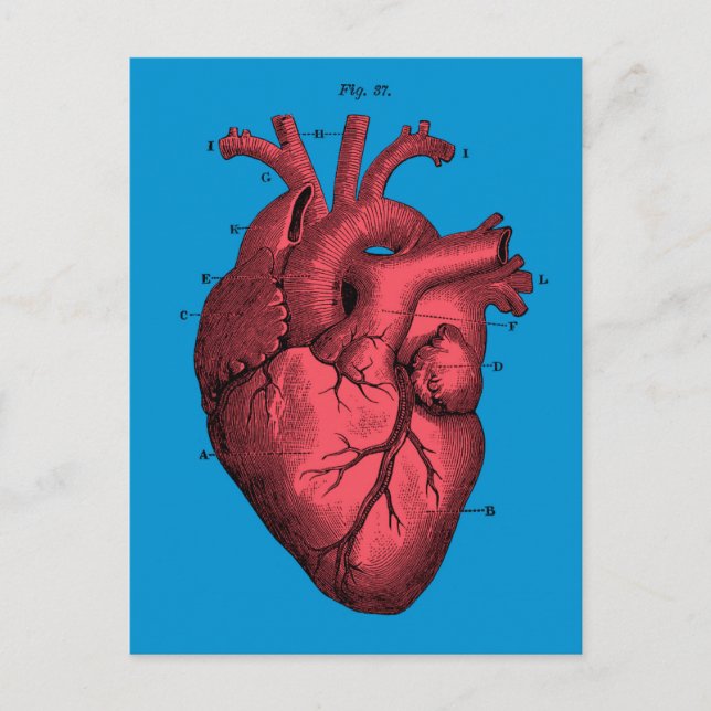 Vintage Anatomical Heart Valentine’s Day Holiday Postcard (Front)