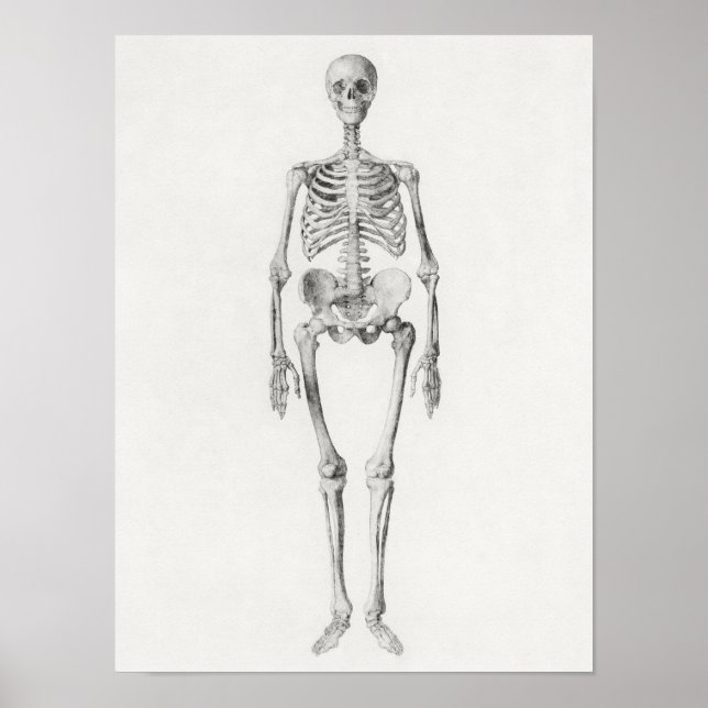 Vintage Anatomical Illustration Poster (Front)