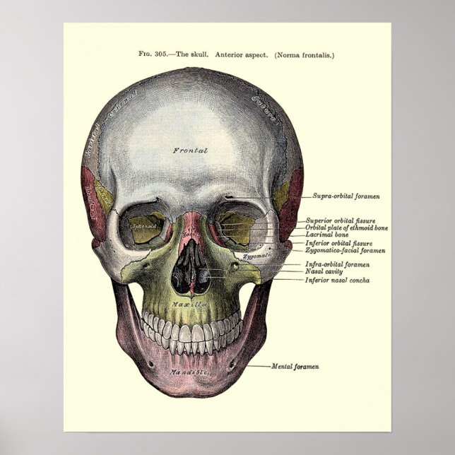 Vintage Anatomical Illustration Poster (Front)