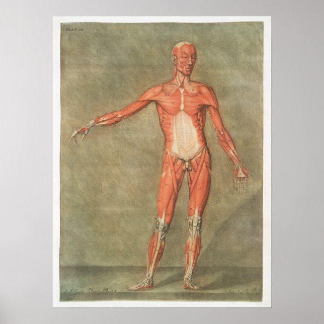 Vintage Anatomical Illustration Poster (Front)